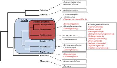 Nodulating Legumes Are Distinguished by a Sensitivity to Cytokinin in the Root Cortex Leading to Pseudonodule Development